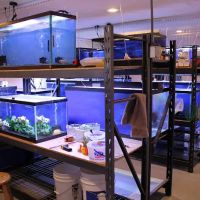 Allred Aquatics ico