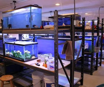 Allred Aquatics