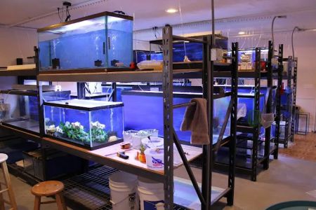 Allred Aquatics