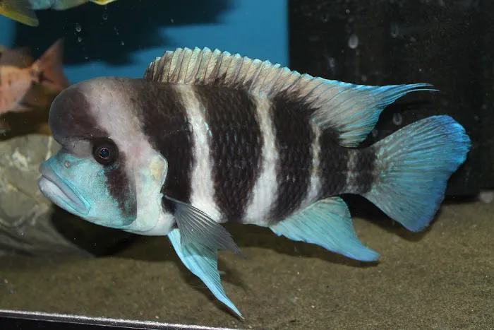 Allred Aquatics 12