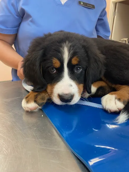 Muirfield Animal Hospital 12