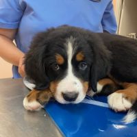Muirfield Animal Hospital ico