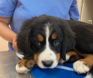 Muirfield Animal Hospital