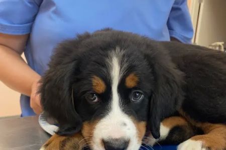 Muirfield Animal Hospital
