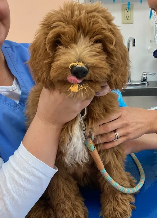 Muirfield Animal Hospital 12