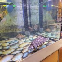 Petco ico