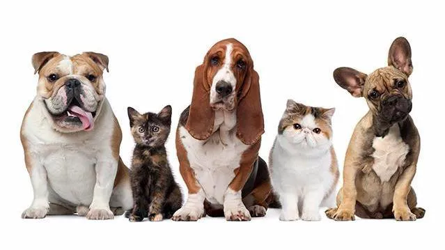 My Vet Animal Hospital 12