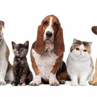 My Vet Animal Hospital ico