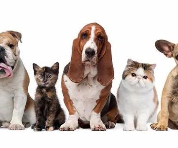 My Vet Animal Hospital