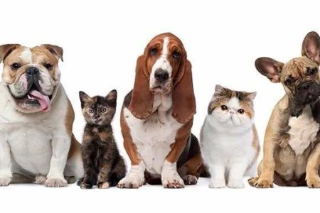 My Vet Animal Hospital
