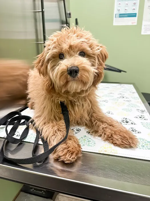 My Vet Animal Hospital 12