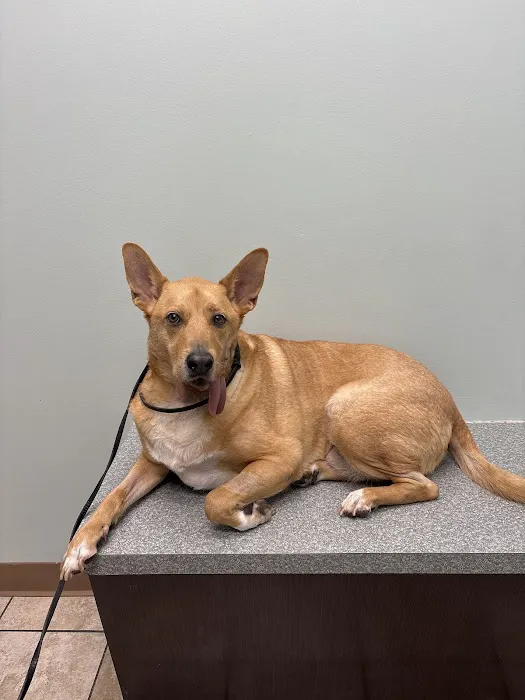 My Vet Animal Hospital 12