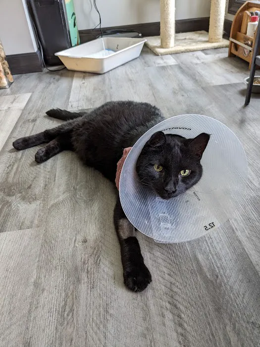 My Vet Animal Hospital 12