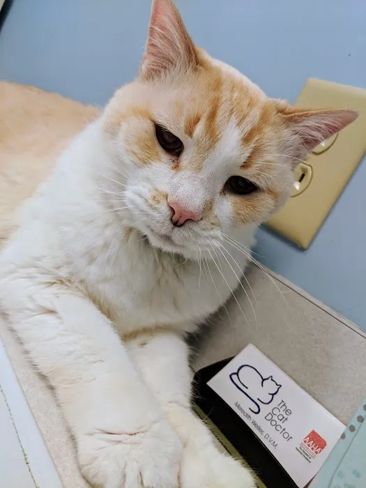 Cat Doctor 12