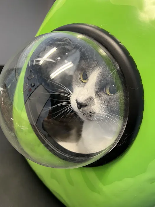 Cat Doctor 12