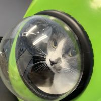 Cat Doctor ico