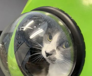 Cat Doctor