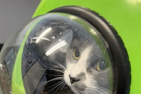 Cat Doctor