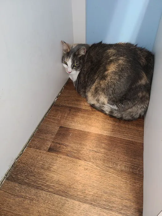 Cat Doctor 12