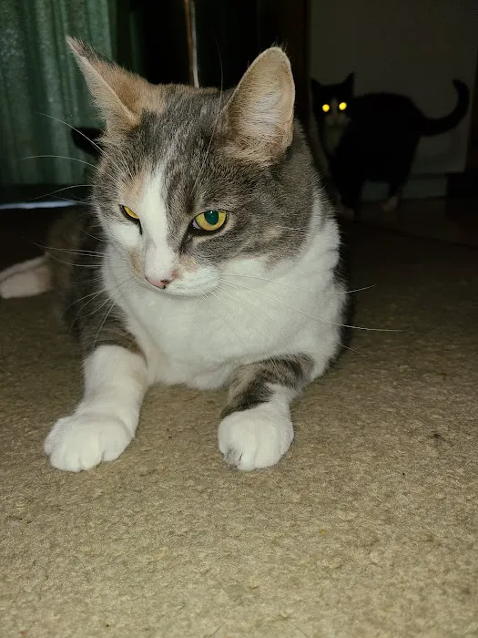 Cat Doctor 12