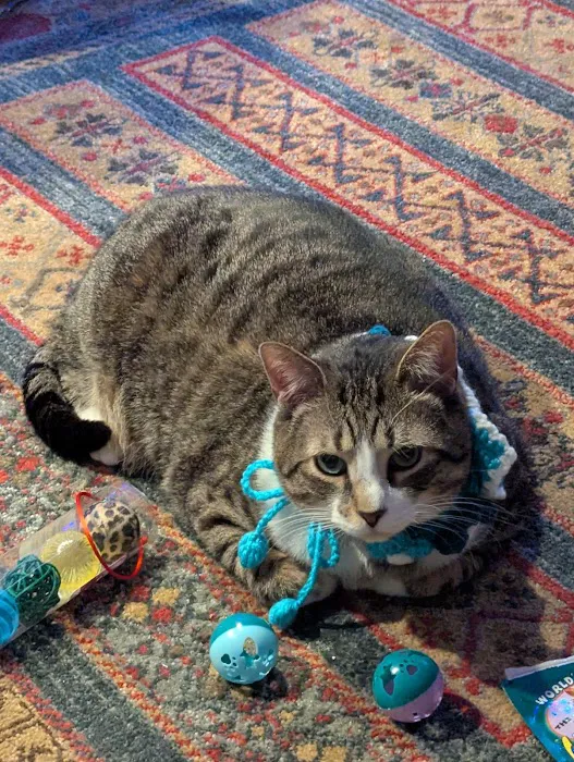 Cat Doctor 12