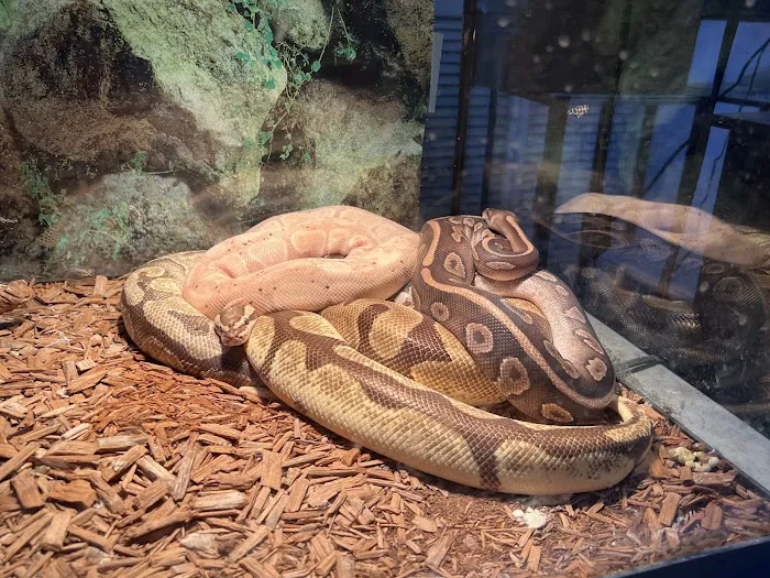 Jay's Jungle 12