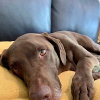 Annehurst Veterinary Hospital ico