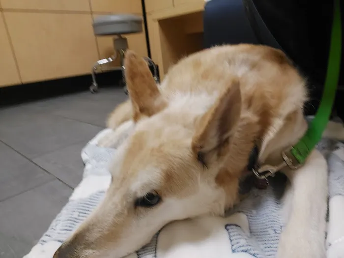Banfield Pet Hospital 1