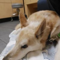 Banfield Pet Hospital ico