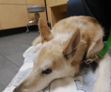 Banfield Pet Hospital