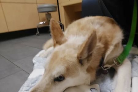 Banfield Pet Hospital