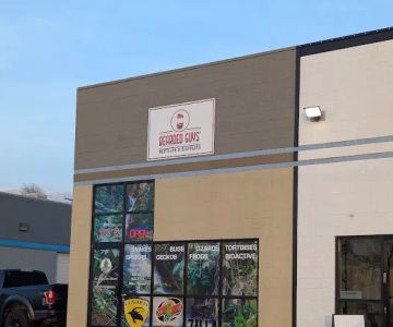 High Desert Reptiles