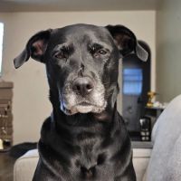 New Wave Integrative Veterinary Medicine ico