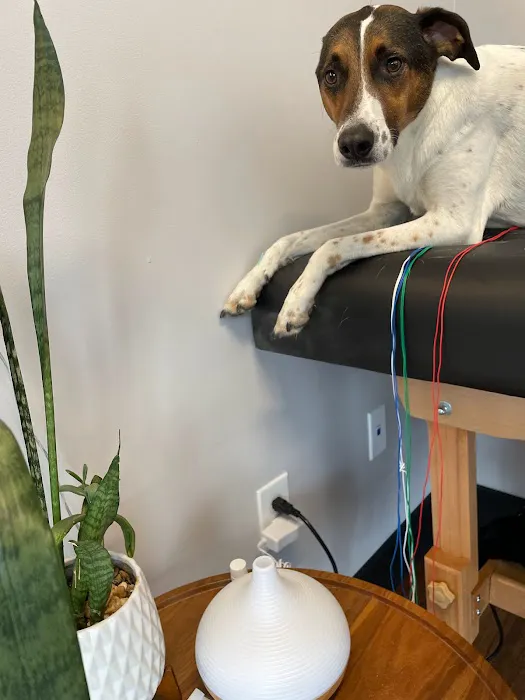 New Wave Integrative Veterinary Medicine 7