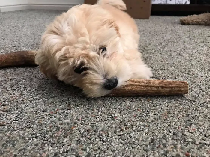 Penny's Antlers 8