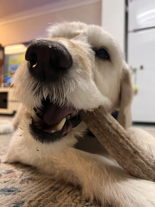 Penny's Antlers 3