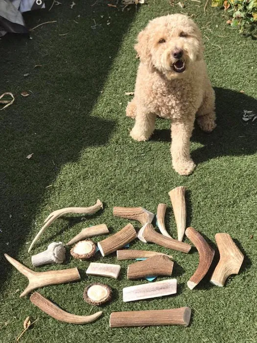Penny's Antlers 10
