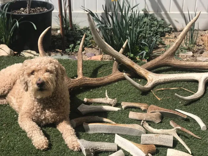 Penny's Antlers 9