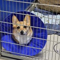 Westerville Veterinary Clinic ico