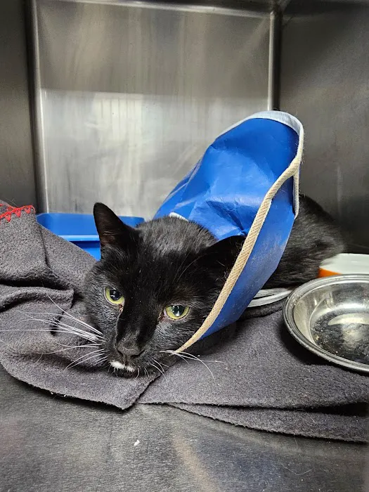 WestVets Emergency Veterinary Clinic 12