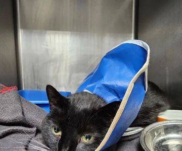WestVets Emergency Veterinary Clinic