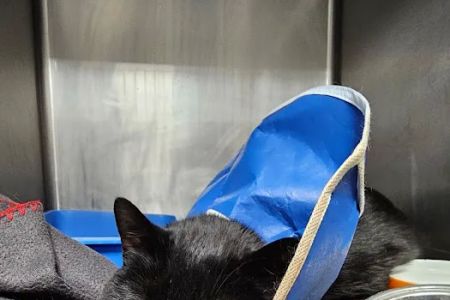 WestVets Emergency Veterinary Clinic