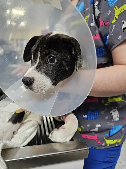 WestVets Emergency Veterinary Clinic 12