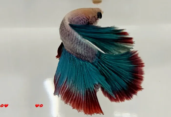Petco 12