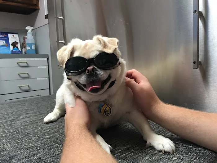 Petlovers Animal Hospital 2