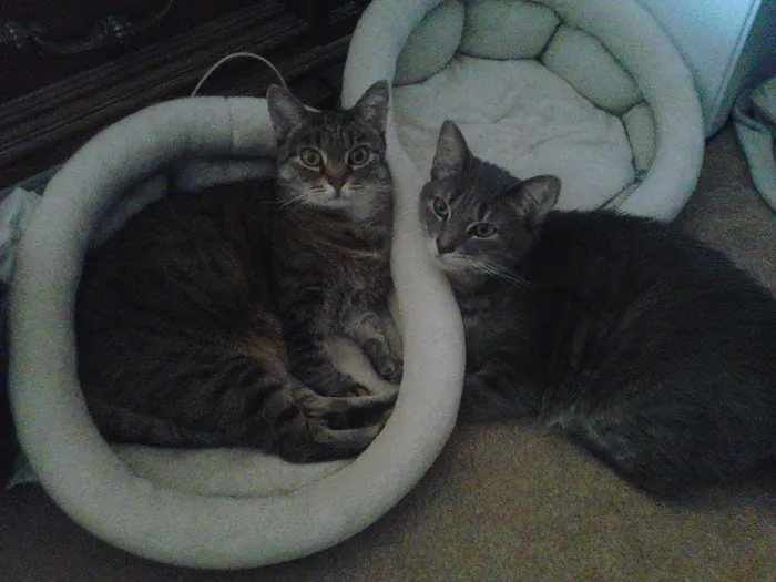 Petlovers Animal Hospital 1