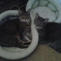 Petlovers Animal Hospital ico