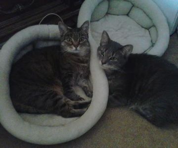 Petlovers Animal Hospital