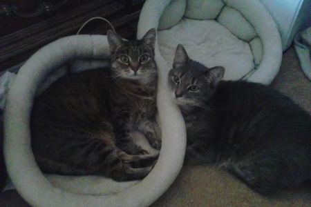 Petlovers Animal Hospital
