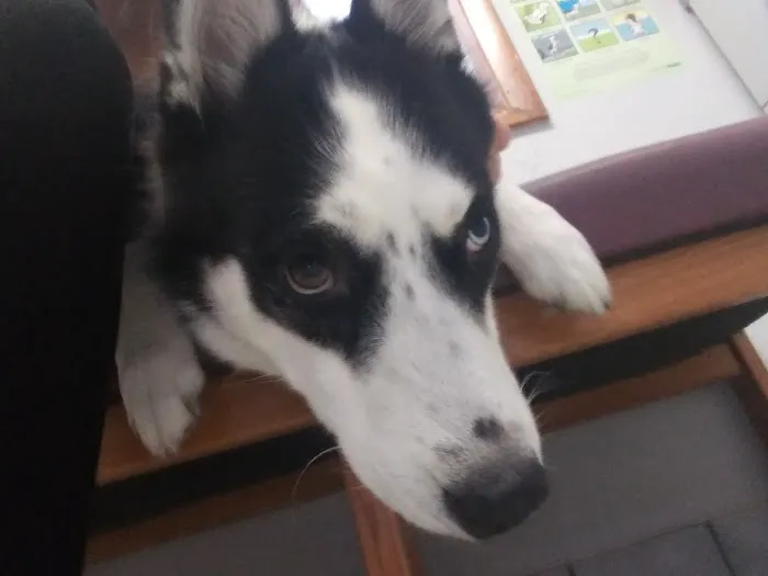 Petlovers Animal Hospital 7
